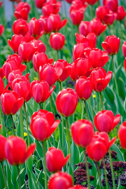 Rode tulpen groene achtergrondHeldere mooie bloemenLente natuur