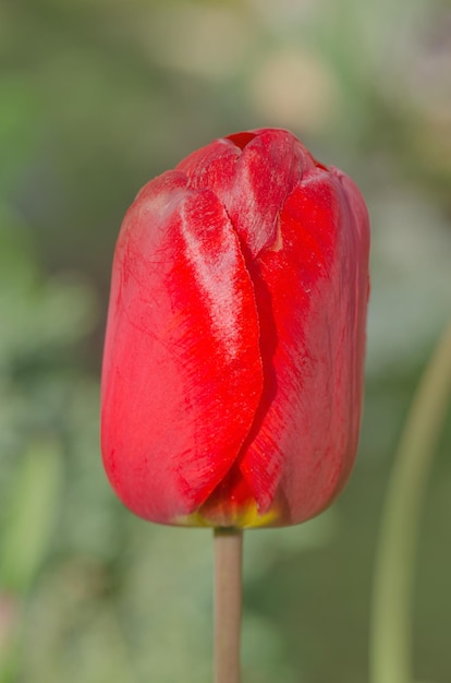 Rode tulpen in de lentelandschap Rode tulpenachtergrond Rode tulpenbloemachtergrond