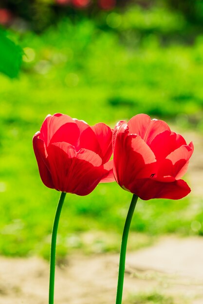 Rode tulpen in de natuur