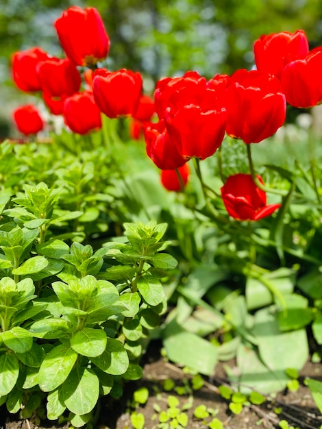 Rode tulpen in de tuin bij de datsja