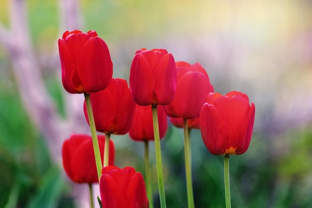 Rode tulpen in de tuin op een onscherpe achtergrond bij zonnig weer