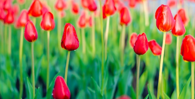 Rode tulpen in de tuin op een zomerdag.