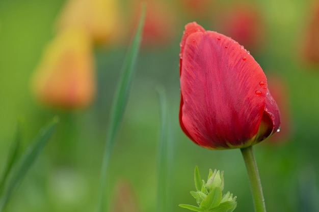 Rode tulpen in de tuin Rode tulpenbloem in bloei Veel rode tulp in het veld