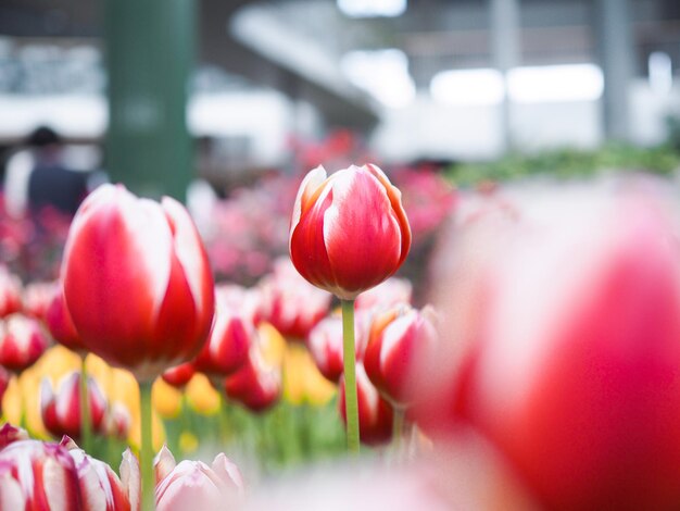 Foto rode tulpen in de tuin.