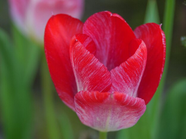 Foto rode tulpen in duitsland