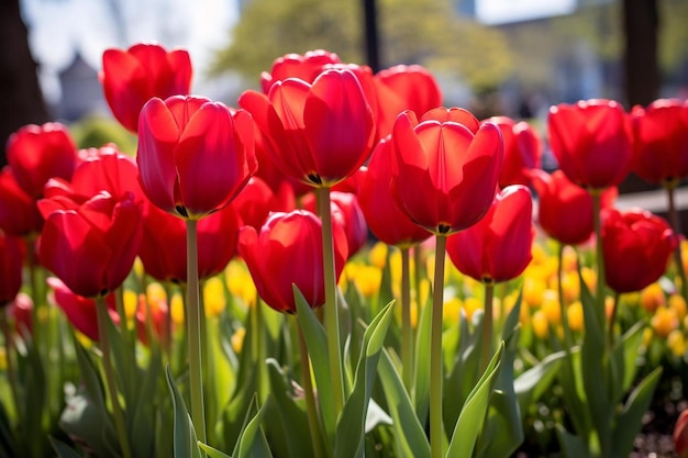 rode tulpen in een bloembed