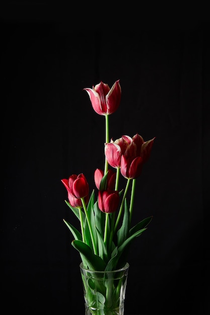 Rode tulpen in glazen vaas op zwarte achtergrond
