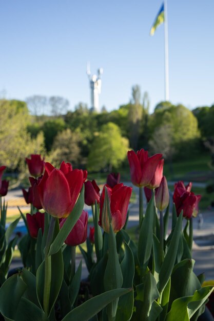 rode tulpen in het park