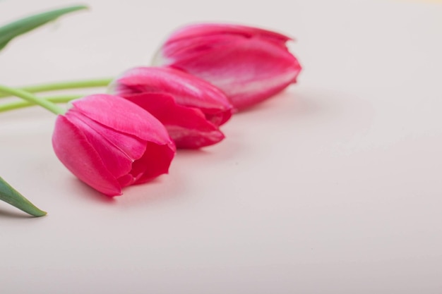 Foto rode tulpen liggen op een lichtroze achtergrond
