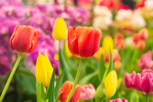 Rode tulpen met mooi in de tuin.