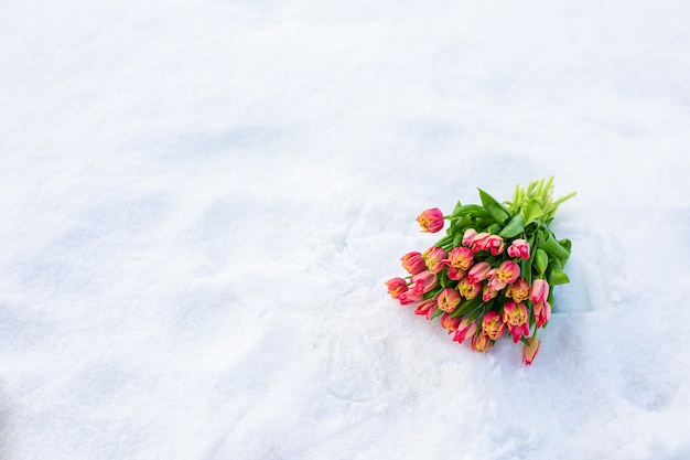 Rode tulpen met verse sneeuw