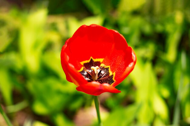 Rode tulpen op een achtergrond van groen gras