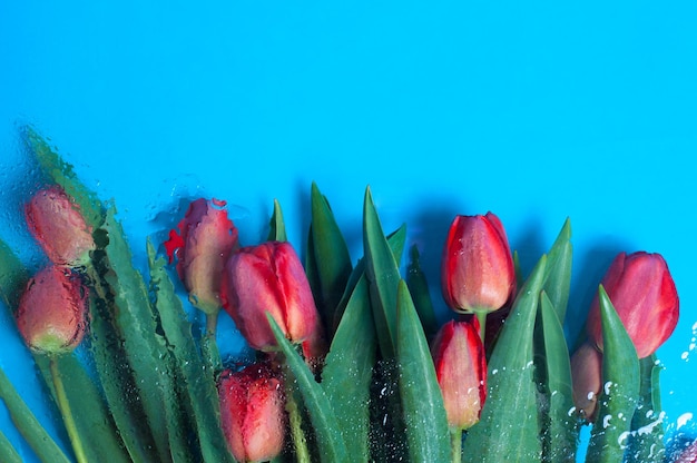 Rode tulpen op een kale achtergrond met waterdruppels