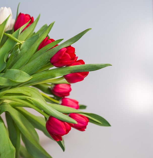 Rode tulpen op een witte achtergrond kopie ruimte