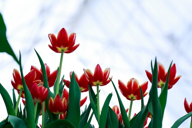 Rode tulpen op een witte achtergrond