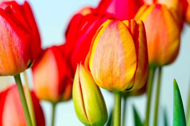 Foto rode tulpen op een witte achtergrond