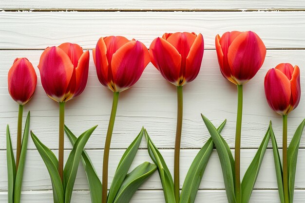 Rode tulpen op een witte houten achtergrond