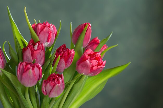 Rode tulpen op groene achtergrond