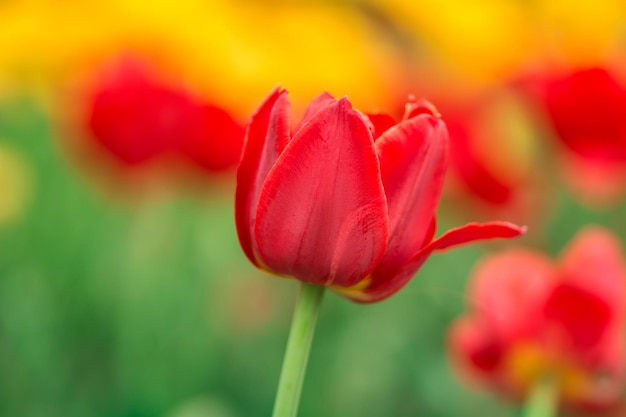 Rode tulpen op het veld heldere lentebloemen