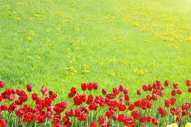 Rode tulpen op het veld met groen gras als achtergrond