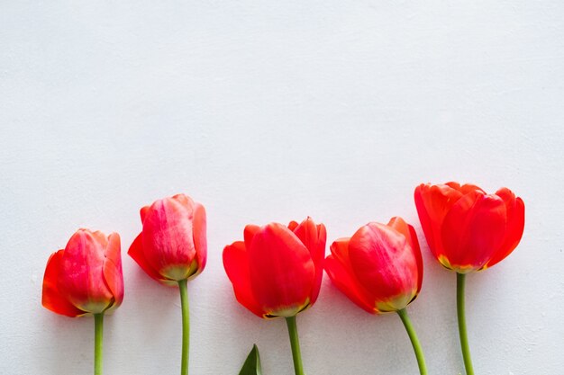 Rode tulpen op witte achtergrond. prachtige lente bloemboeket.