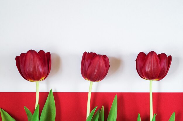 Rode tulpen op witte en rode achtergrond. Bovenaanzicht