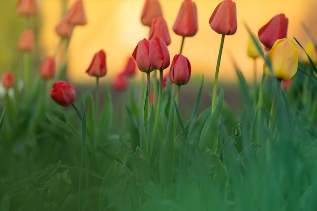 Rode tulpen over tuinachtergrond Rode kleurrijke tulp