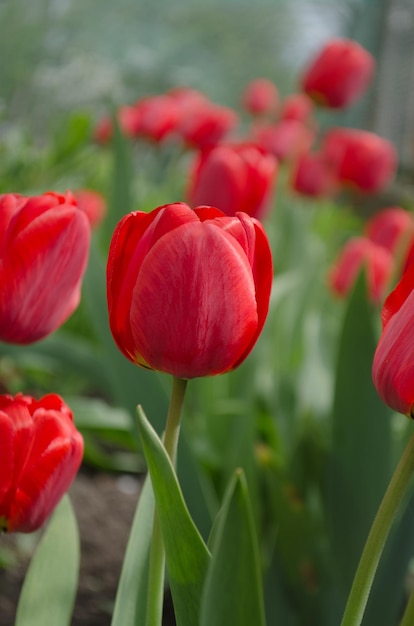 Rode tulpen over tuinachtergrond Rode kleurrijke tulp