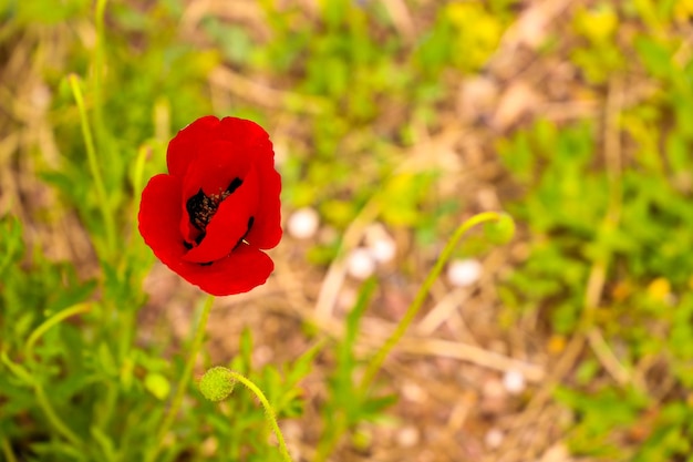 Rode tulpenbloem bloeit op de achtergrond van wazige rode tulpenbloemen