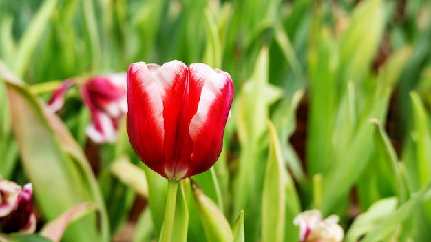 Rode tulpenbloem in een tuin.