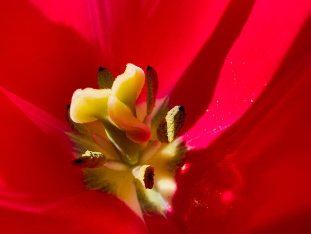 Rode tulpenbloem van dichtbij