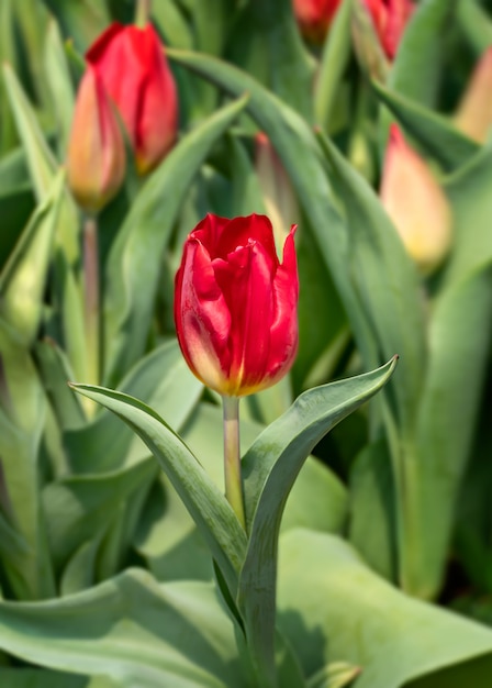Rode tulpenbloem