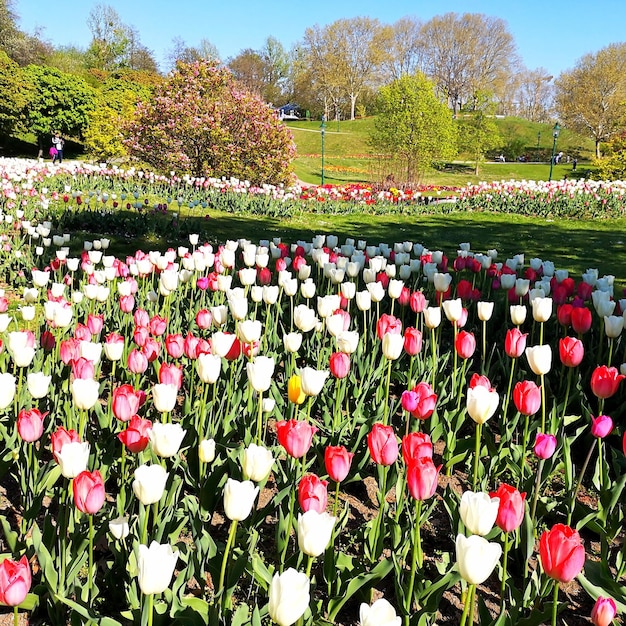 Rode tulpenbloemen in het veld