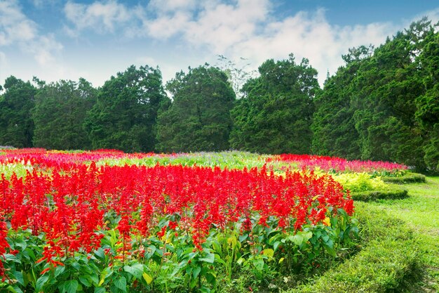 Foto rode tulpenbloemen op het veld tegen de lucht