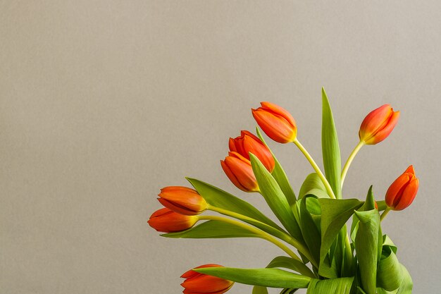 Rode tulpenbloemen op lichtgrijze achtergrond.