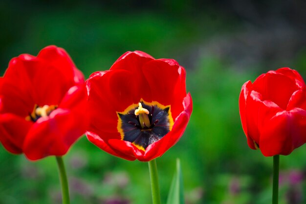 Rode tulpenclose-up. lentebloemen in de tuin