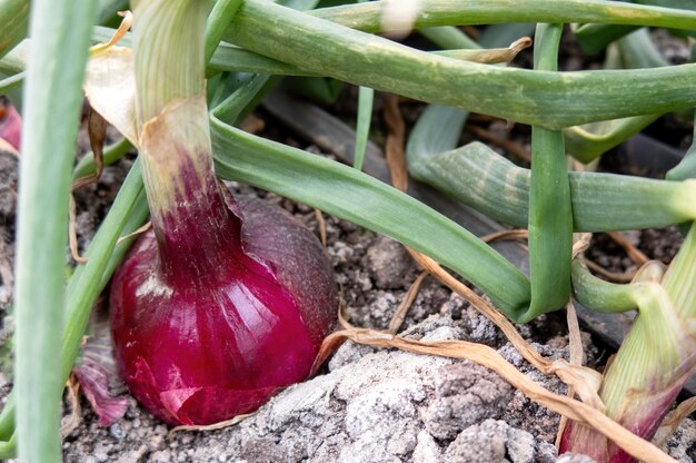 Rode ui groeit in een tuin