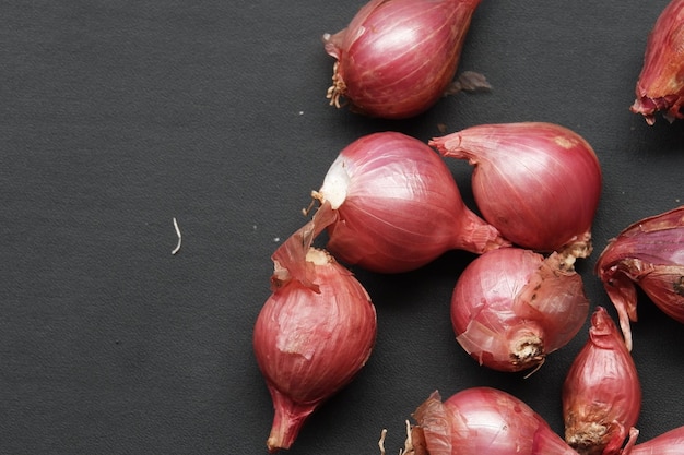 Rode ui op zwarte geïsoleerde achtergrond