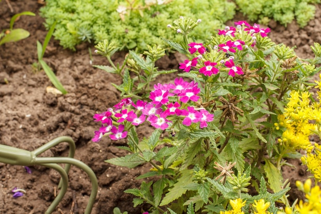 Rode verbena bloeit in de tuin. Verbena bloemen en handhark met groen gras op de achtergrond. Mooie bloeiende verbena.