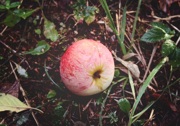 Rode verse appels aan een boom in een tuin in de zomer