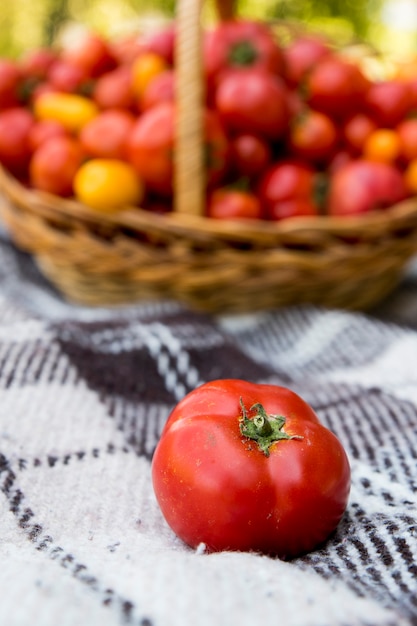 Rode verse tomaat op de voorgrond. Een mand met tomaten op een deken. Vers biologisch voedsel uit eigen tuin.