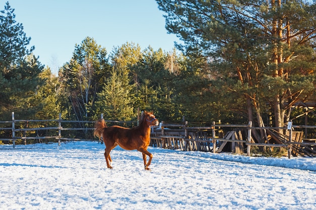 Rode veulen loopt galoppeert langs de parade-grond. Zonnige winterdag