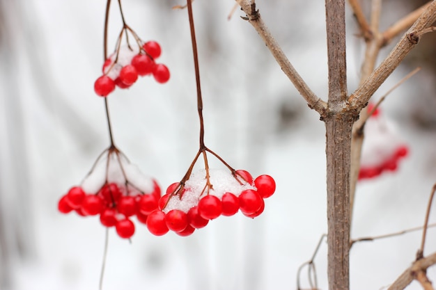 Rode viburnumbessen in sneeuw op een tak