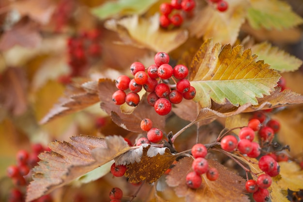 Rode viburnumtak in de tuin, Viburnum-viburnumopulus bessen en bladeren openlucht in de herfstdaling