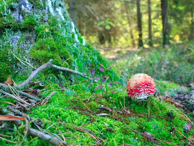 rode vlieg agaric groeien op de groene mos in het bos