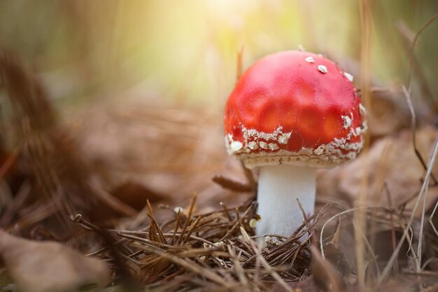 Rode vlieg agaric in de bladeren van het herfstbos Mooie rode sprookjesvlieg agaric Giftige paddenstoel in het bos Closeup Amanita muscaria