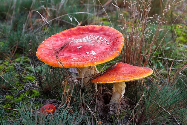 Rode vliegenzwam paddestoelen of paddenstoelen groeien in het bos