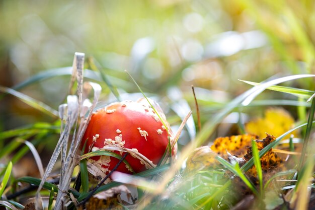Rode vliegenzwam schimmel giftige paddenstoel groeit in herfstbos.
