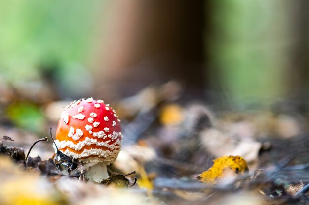 Rode vliegenzwam schimmel giftige paddestoel groeit in herfst bos.