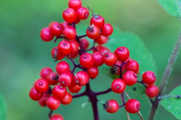 Rode vlierbes Sambucus racemosa de takken macro